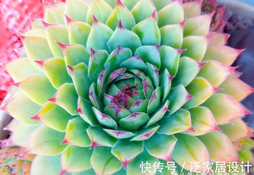多肉观音莲|多肉观音莲越养越小？老花匠总结出6个原因，照着处理能轻松爆盆