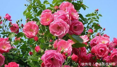 四季|这五种花可以四季常开，一养就爆盆，而且常盛不衰，绝对不容错过