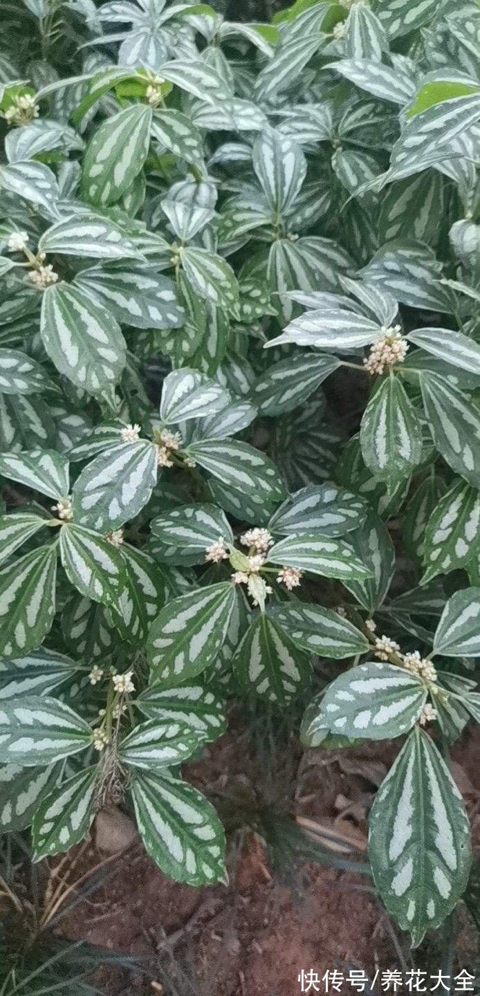 虫子|厨房里养盆花，净化空气效果好，还能赶虫子