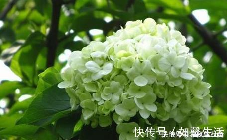 养护花卉，就养极耐寒，不怕热的花卉，好养易爆盆，美极了！