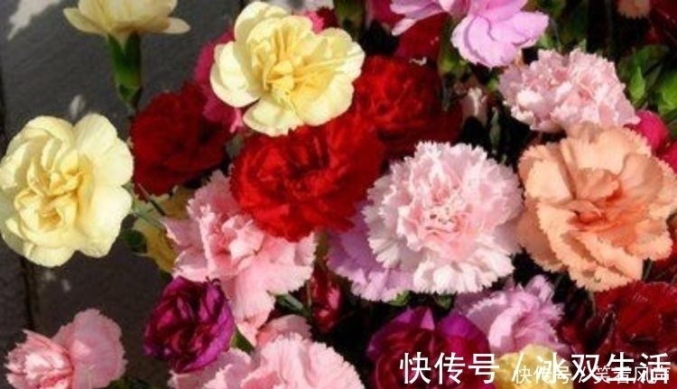 花盆|最有仙气的4种花,迷人的花朵,开满整个花盆,美不胜收