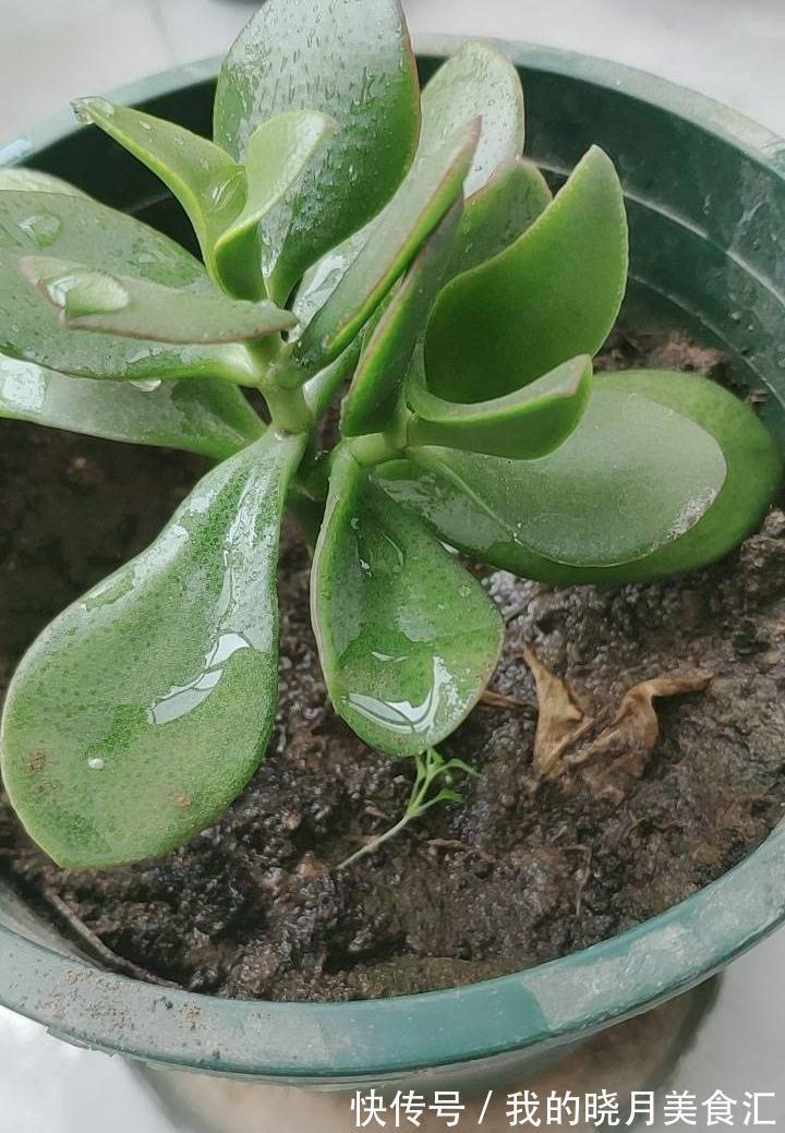 玉树|玉树长得慢?2个方面来改善,长势快、枝干壮、能开花、变老桩