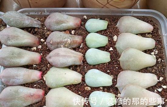 家里没矿的肉友教你一招成为多肉大户，保你一看就会