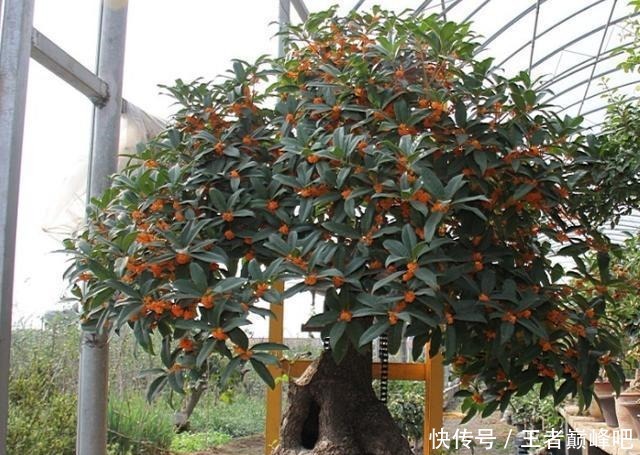 家中不能养桂花盆景这是我见过最好的依据，真是这样，不信不行！