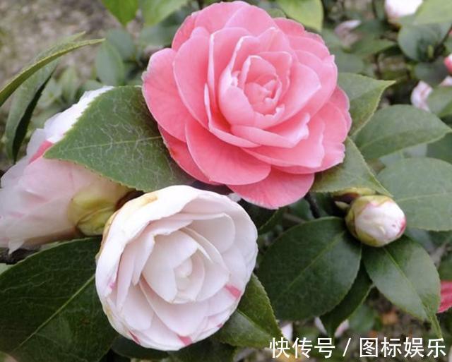 温度渐渐下降,在家扦插“4种花”,9天就生根,2个月后开花多!