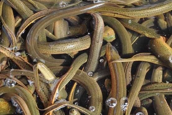 老话说“黄鳝不吃头,田螺不吃尾”,为何不能吃?老一辈透露实情