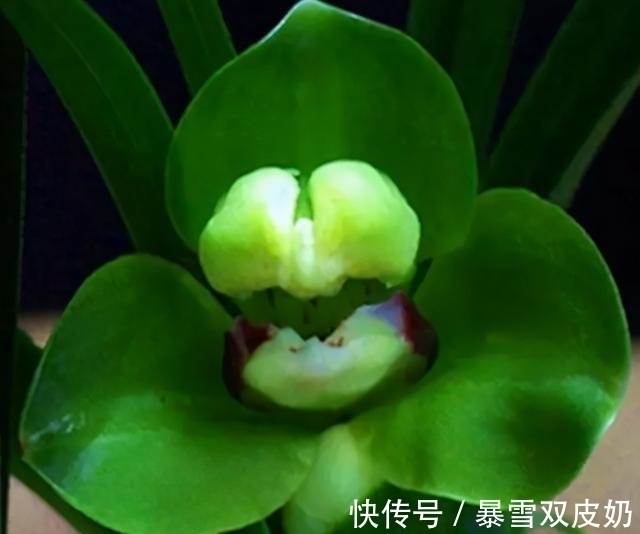 此兰有着“春兰皇后”之美誉,花型新奇,花香馥郁,好易养活