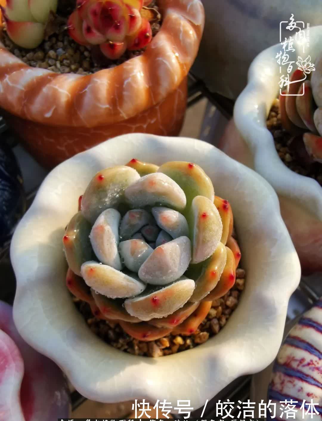 百度|我与多肉那些不得不说的故事!