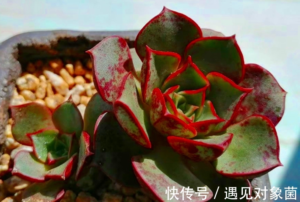 肉友们|为什么养出来的多肉是猪肝色,有什么办法改善吗?办法还是有的