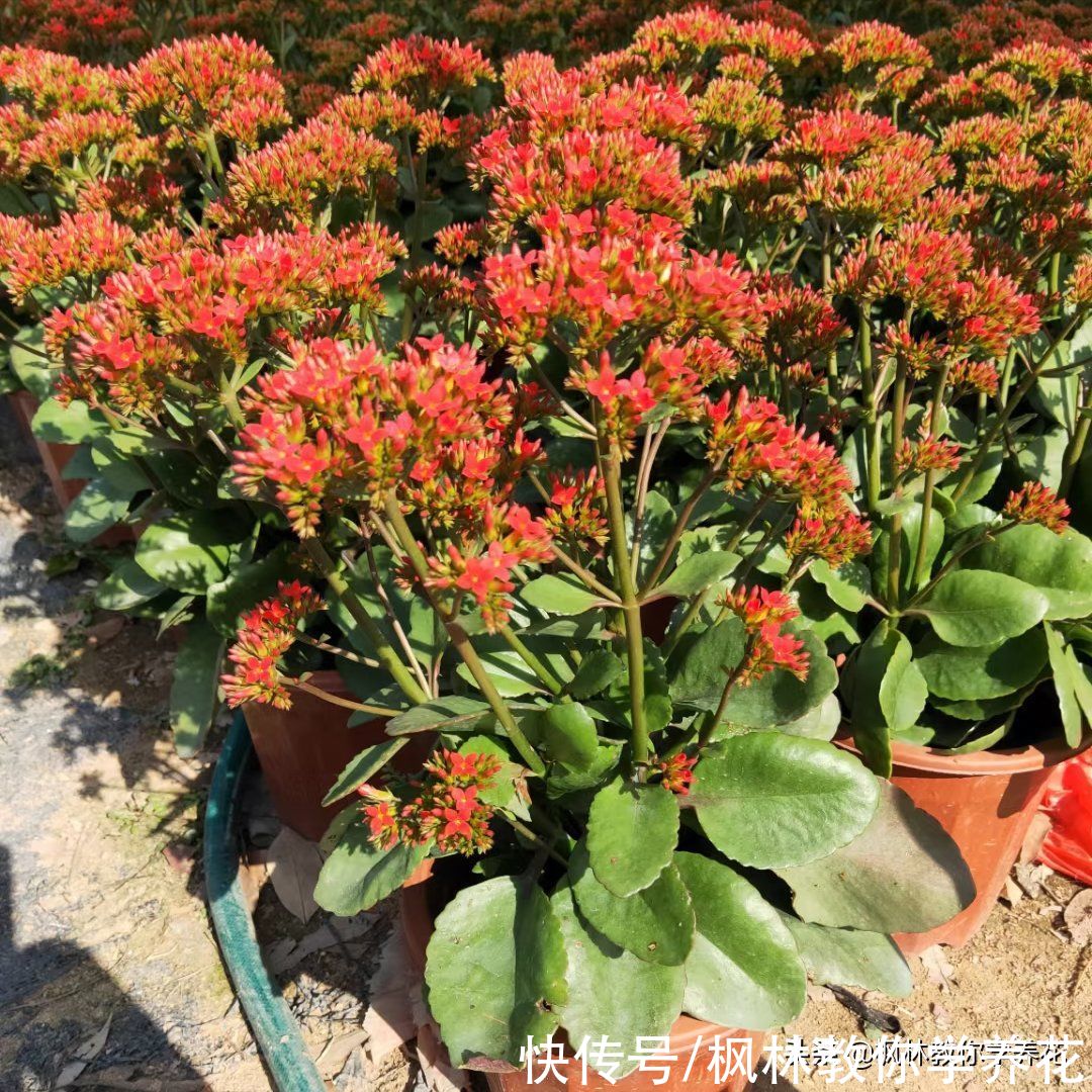 春季花卉市场销量最大的6款开花类盆栽，你知道吗