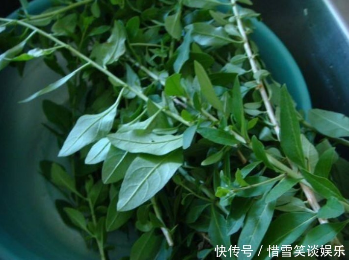 枸杞叶汤|“天然护肝王”被发现了，每周吃2次，相当于给肝脏“洗个澡”