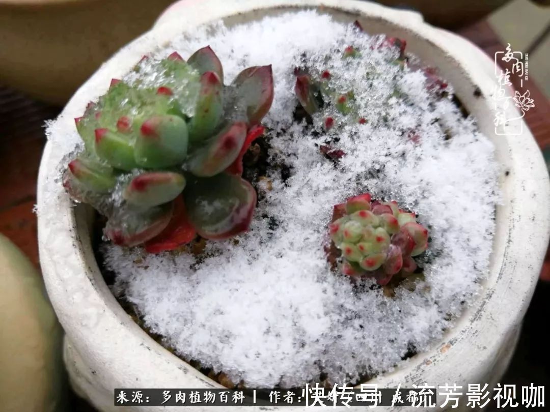 多肉|人生有时候就像多肉,不是不出彩,只是经历的时光还不够!