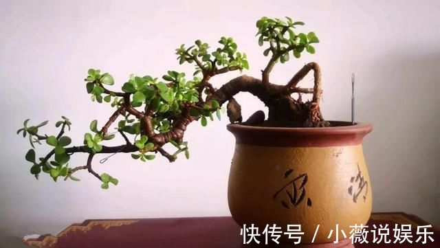 养花不能用大盆,这5种花挤在小盆里,才能长成精品
