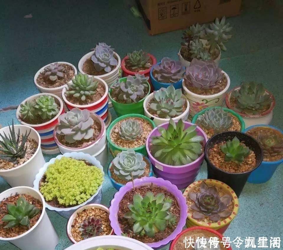 根系|刚买的多肉植物怎么养才不会死, 老花友给新手的8个建议！