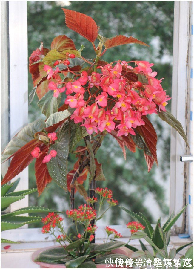 重瓣矮牵牛|这些花朵超好养，不管也爆盆，放在家里，你也能拥有一片花海