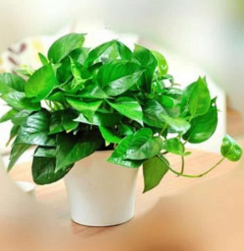 家里万万不要养这几种植物,有钱人送他都不会要,知道晚了