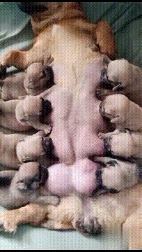 |搞笑GIF趣图你们人类都说生孩子难，养孩子难，为啥我就不觉得！