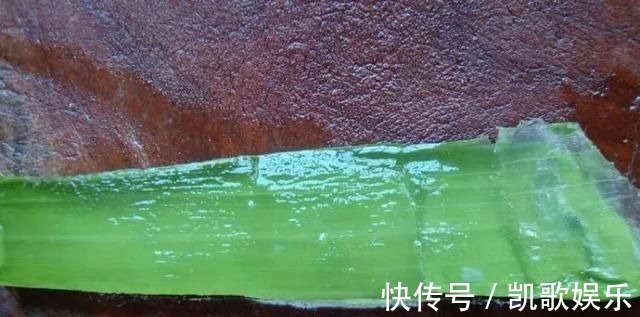 浇水|10年芦荟老桩,做成盆景超级好看,观赏价值特别高