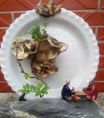 如何才能把小盆栽打理得人见人爱？