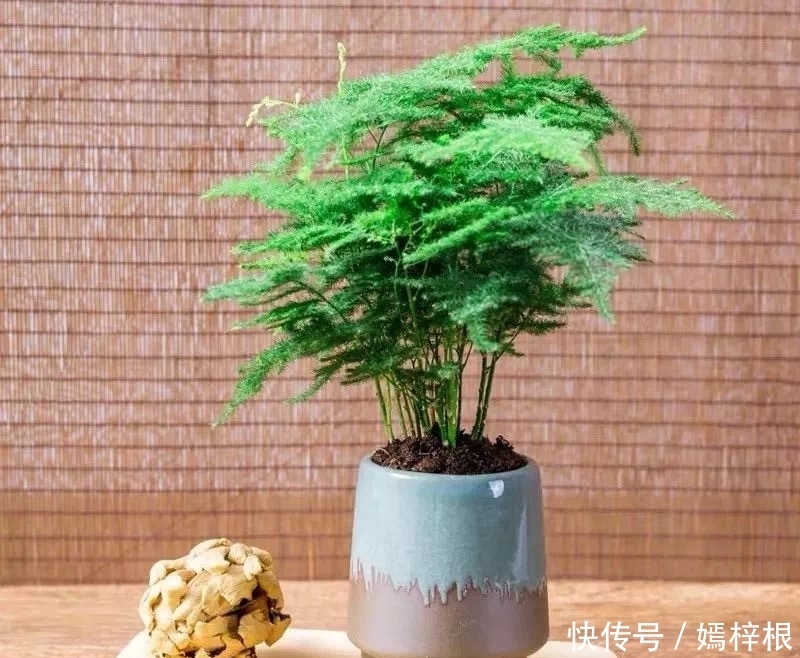 室内养花,10种绿植比花好看,随你挑