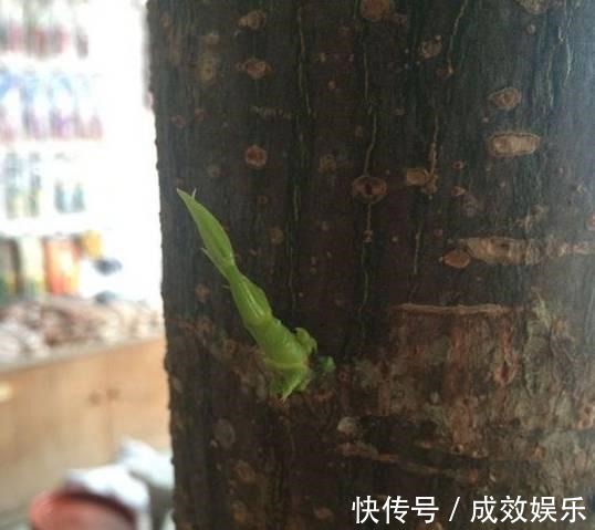 盆栽养花发财树这样养,再也不烂根,开花结果黑油亮