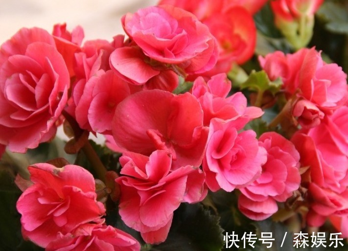 家养海棠花,叶子暗淡观赏差,“3大”要素做好,翠绿茂密好看!