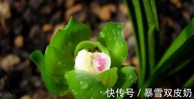 大唐盛世|此兰有着“春兰皇后”之美誉,花型新奇,花香馥郁,好易养活