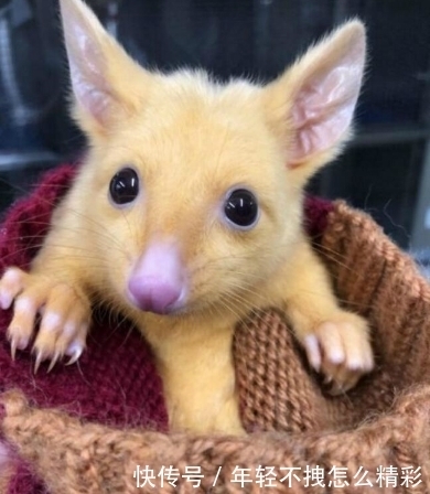 飞回来|爸爸风筝飞走了,那它什么时候飞回来?