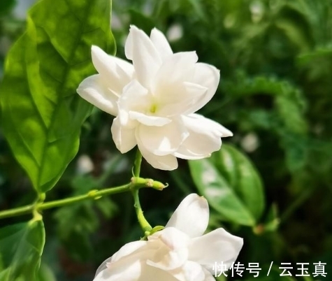 农历9月24霜降后,养什么花?以下3种花,招财进宝大富大贵