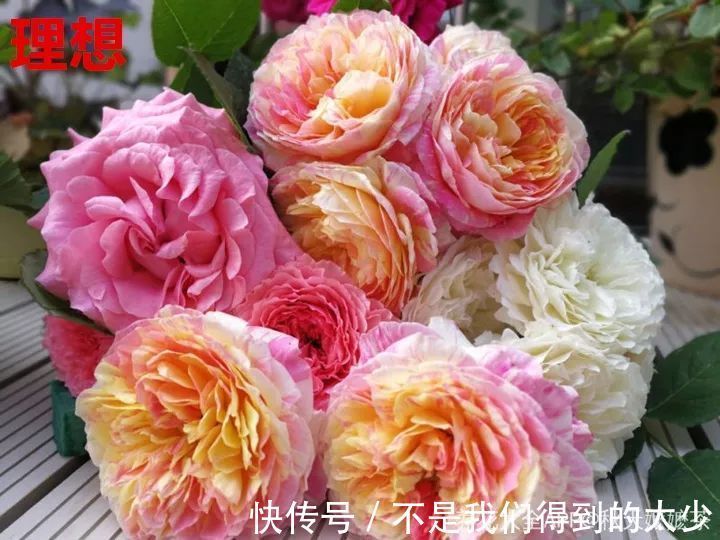 养花技巧最难养的花，买多少死多少，想想就生气！