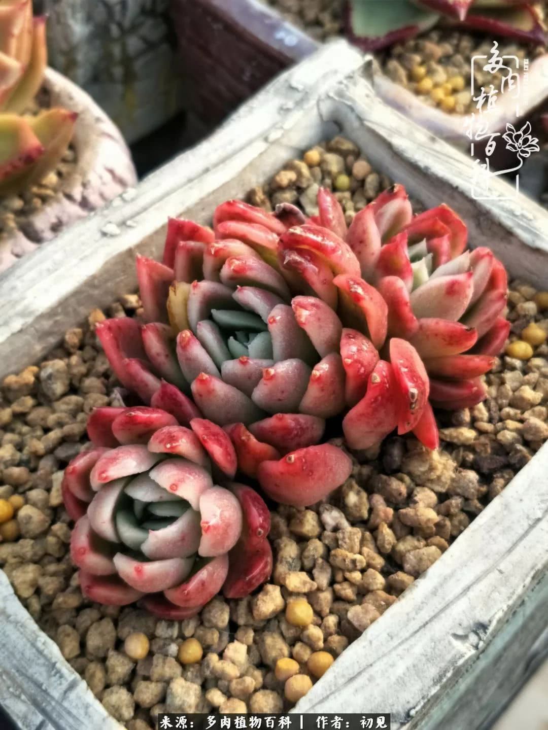 养多肉四周年,从初见到爱恋!幸福一直藏在浅薄的日子里!