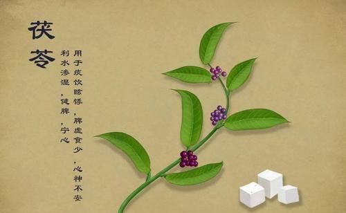 赤小豆|松树根上有一物,被李时珍誉为“仙家上物”,4吃5不吃,值得注意