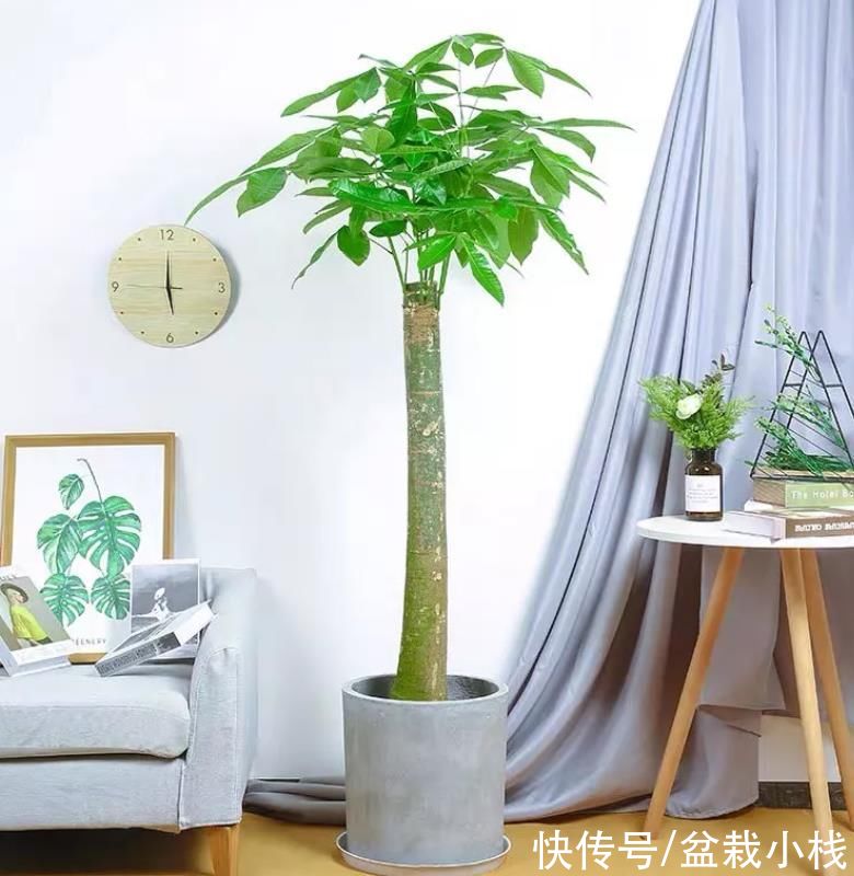 金鱼吊兰|晒晒我最喜爱的4种花,养了五六年了,依旧很喜欢