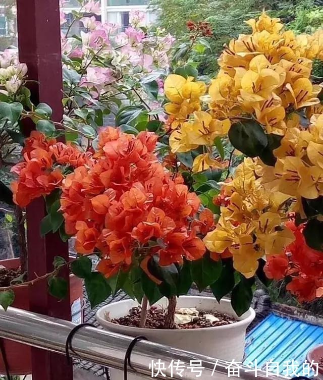 积水|她在院里养了一种花,3年之后美如画,见到的人都说像仙境!