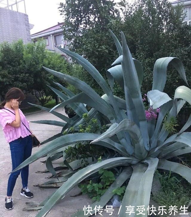 8种镇宅花，窗户边养一棵，霸气又镇宅！