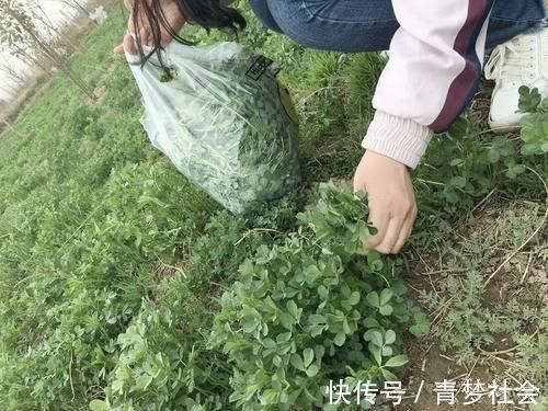 草头|它被称为“牧草之王”,在城里却成了营养野菜,10元1斤很畅销