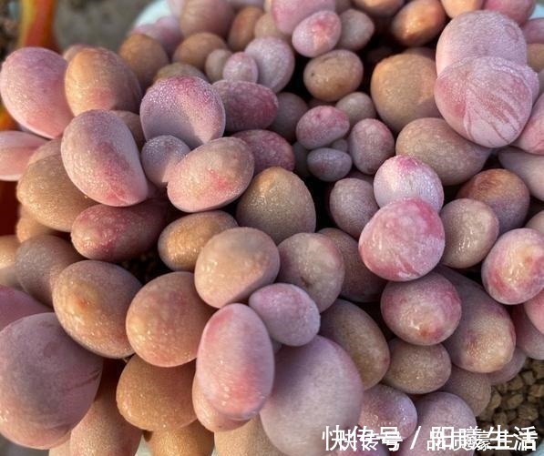 一棵桃蛋能否逆袭，往往看花友否无把握好这6点！