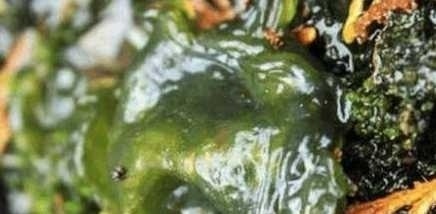 老人痴呆症|农村人都在吃的野菜 可治疗老人痴呆症 目赤 夜盲