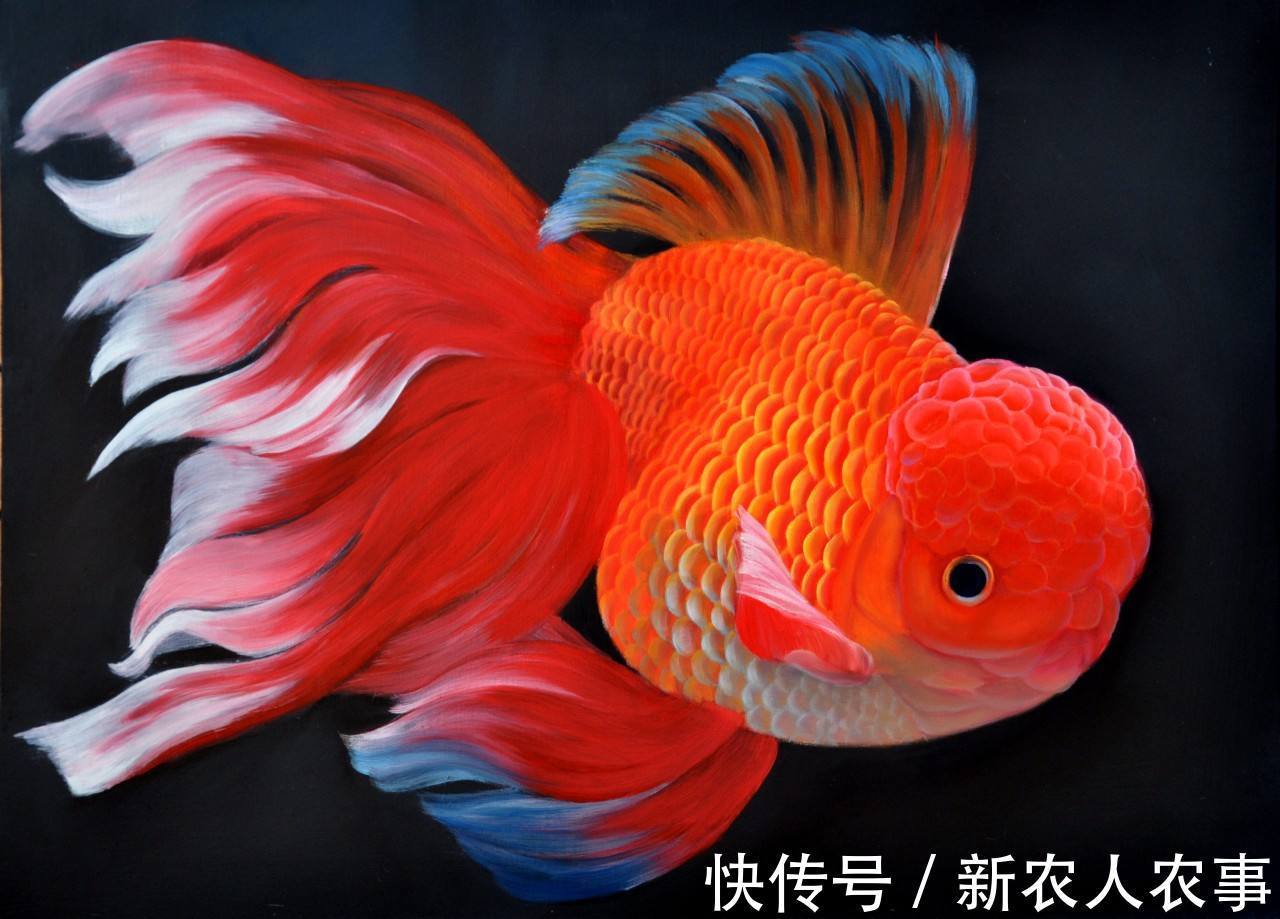 广东一男子捞观赏鱼发货，小鱼瞬间被吞了，网友：和买家串通好的