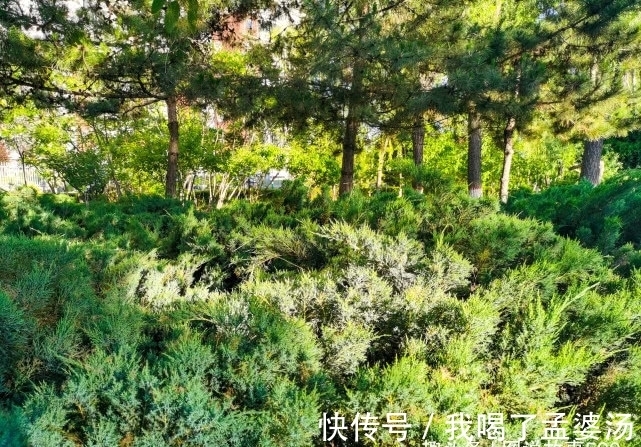 旅行识花,它开花像花又似果,墓地陵园最多却少有人见过它