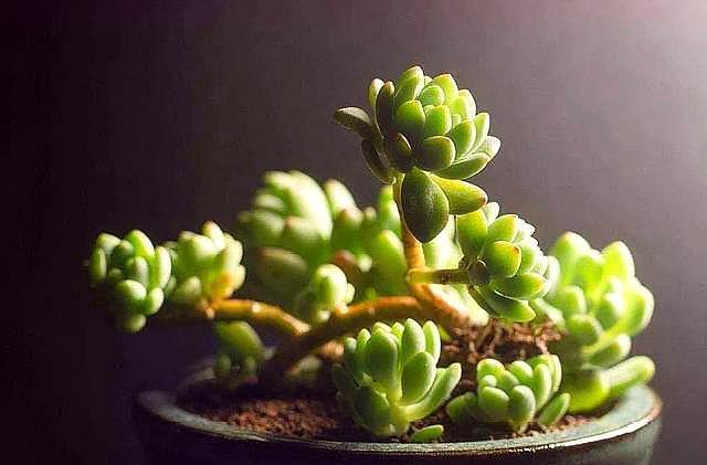 夏季养多肉,几个“小窍门”,不黑腐,不化水,养出“高颜值”