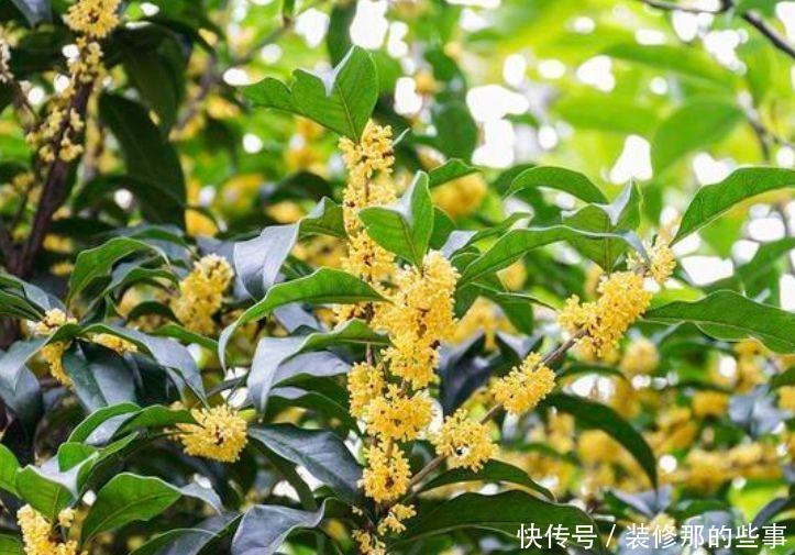 超漂亮的4种花,开花幽香暗淡,花型圆滚惹人爱,值得拥有