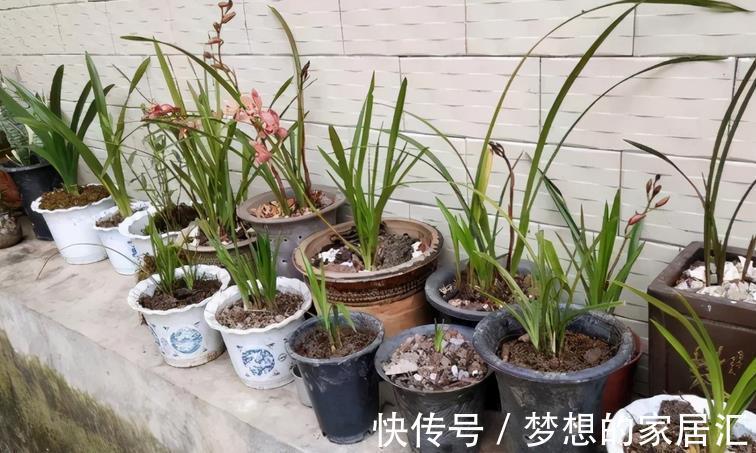 生根剂|生根剂的3种替代品，秋季养花少不了