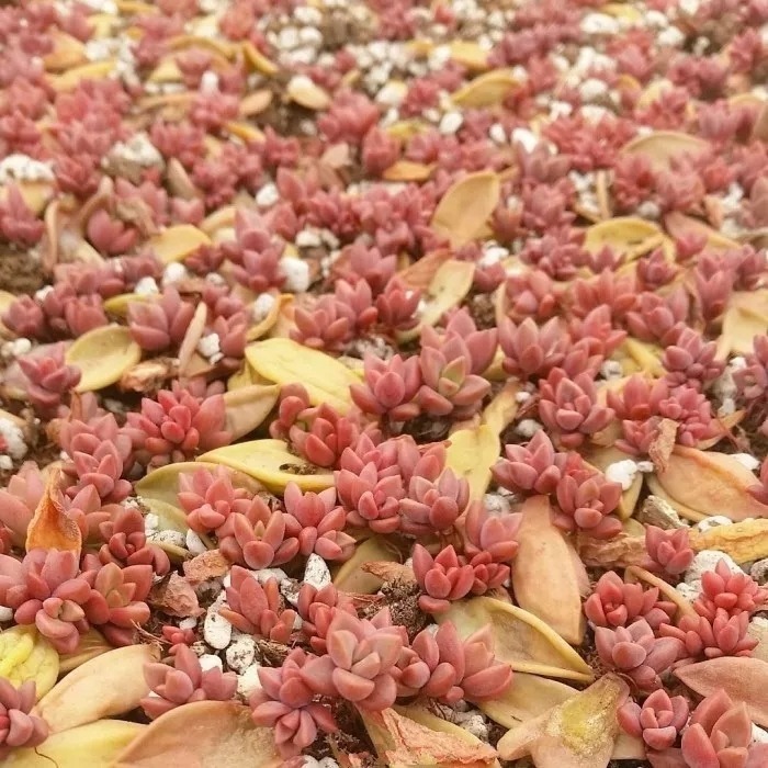 养护|指甲盖大小的多肉你见过吗自己在家就能养出来,可爱到心颤!