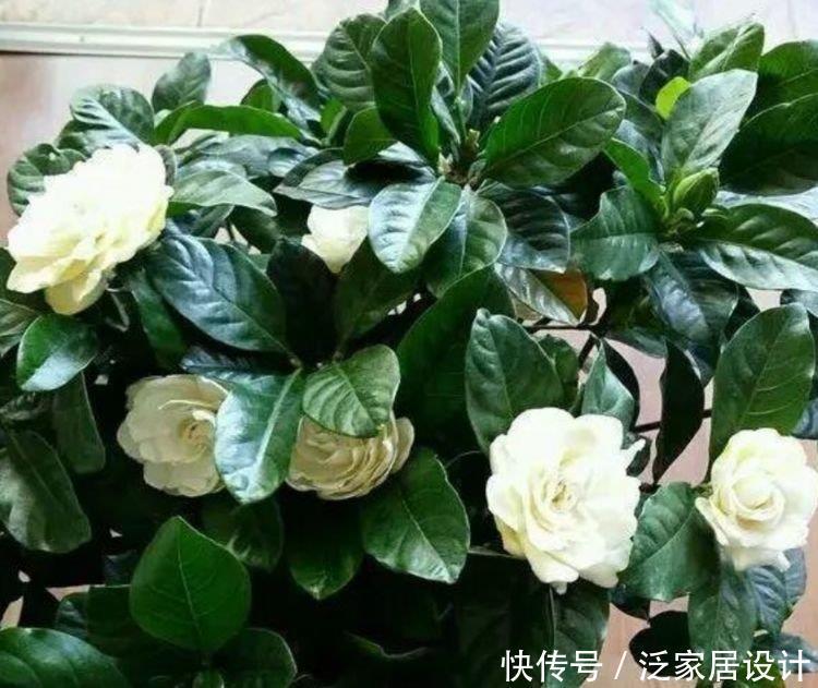 4种花美的出奇,迷人的花朵,开满整个花盆,快养起来吧!