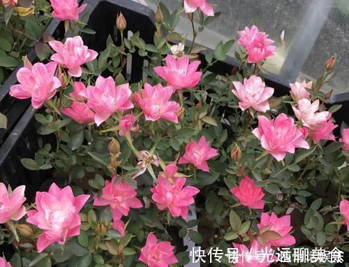 月季|花期超长的5种月季,单朵能开一个月,阳台养一盆,长期有花赏