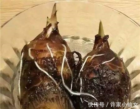 蔬菜|这种蔬菜吃剩了别扔,泡水里就疯长,比滴水观音还要漂亮100倍