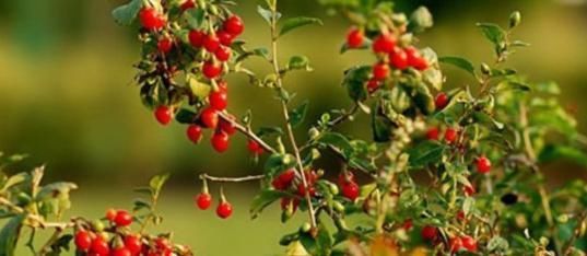 枸杞和一物是天生相克?一起喝等于喝毒药!多数人不知道!