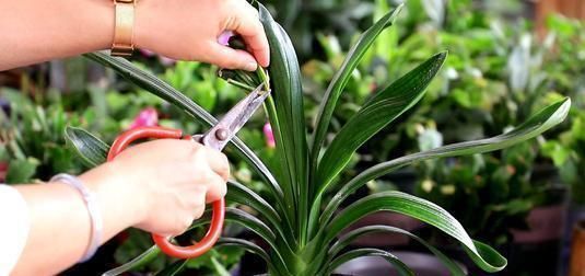 这五种花在春天剪枝，剪错了一年不开花，生长也受影响