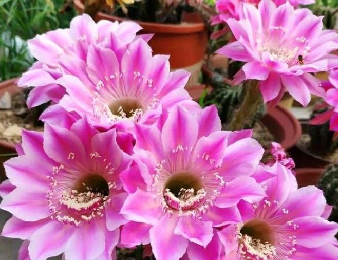 4种花养家里,美成了花园,漂亮好养,开花多,养家里太棒了